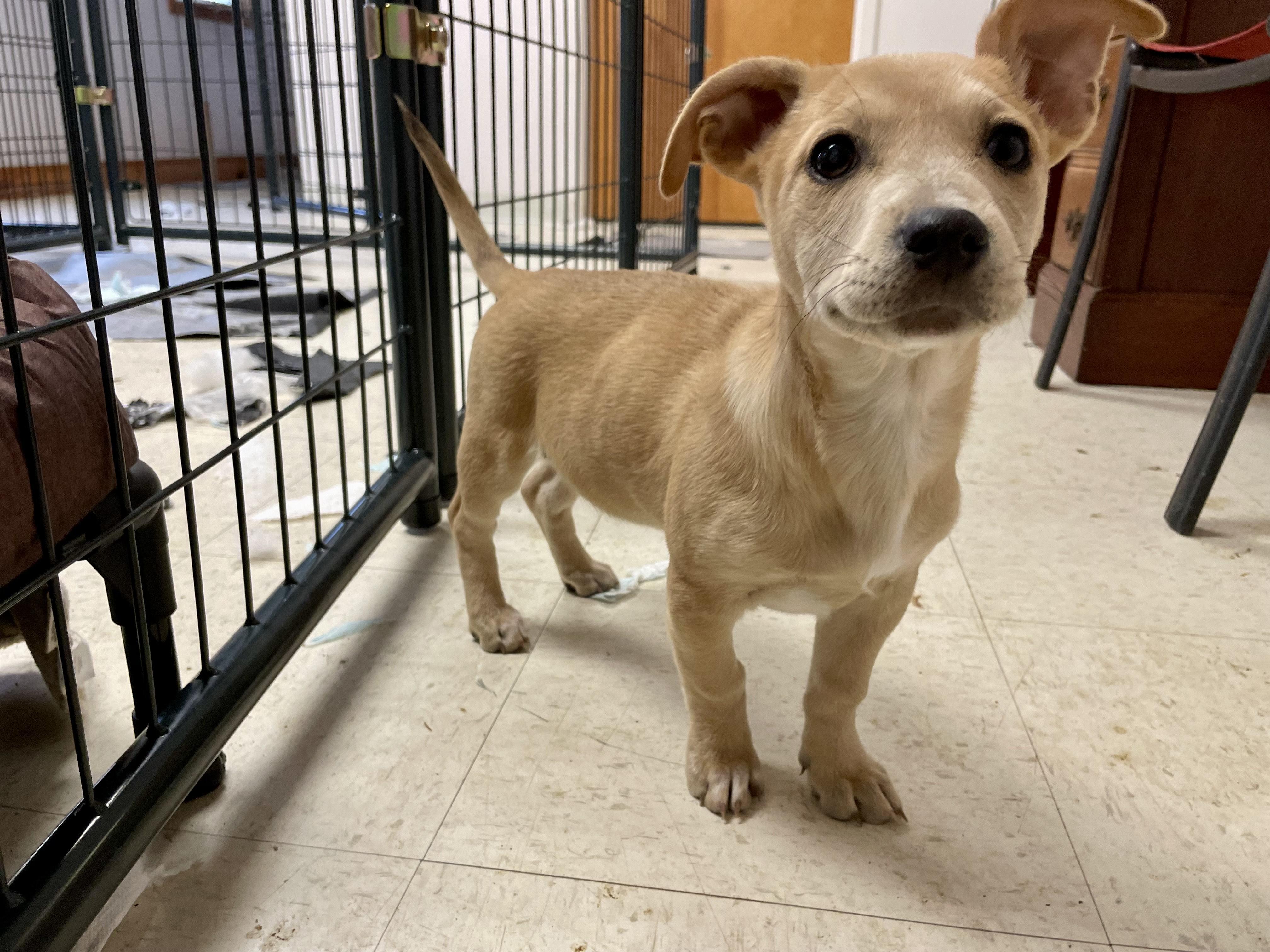 Enlarge Spark Plug, an adopted mixed breed in Monson, MA image 3/4