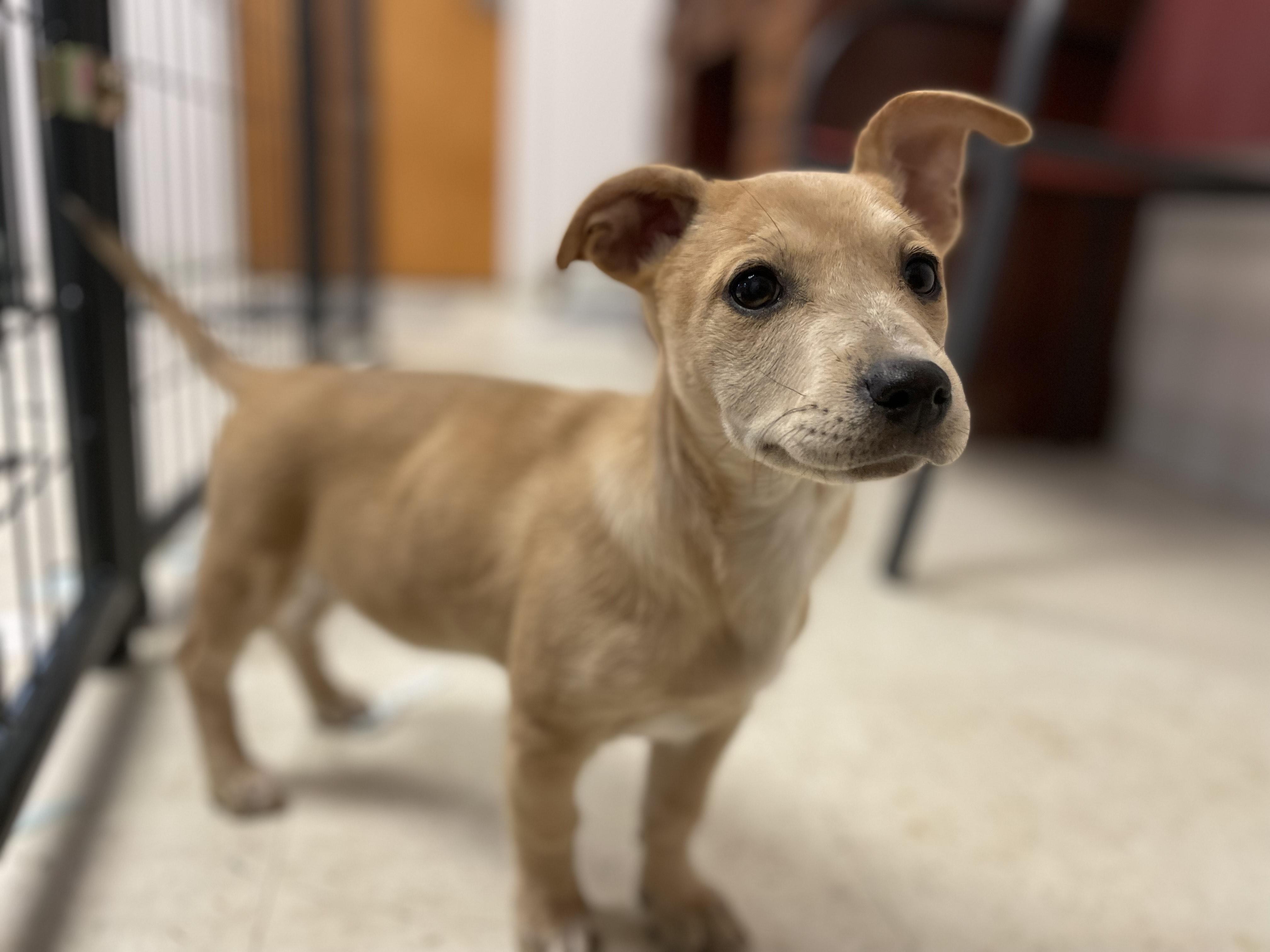 Spark Plug, Adoptable, Puppy Female Dachshund.