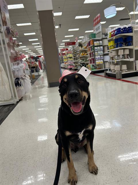 MACHO, Adoptable, Adult Male Doberman Pinscher & Mixed Breed.