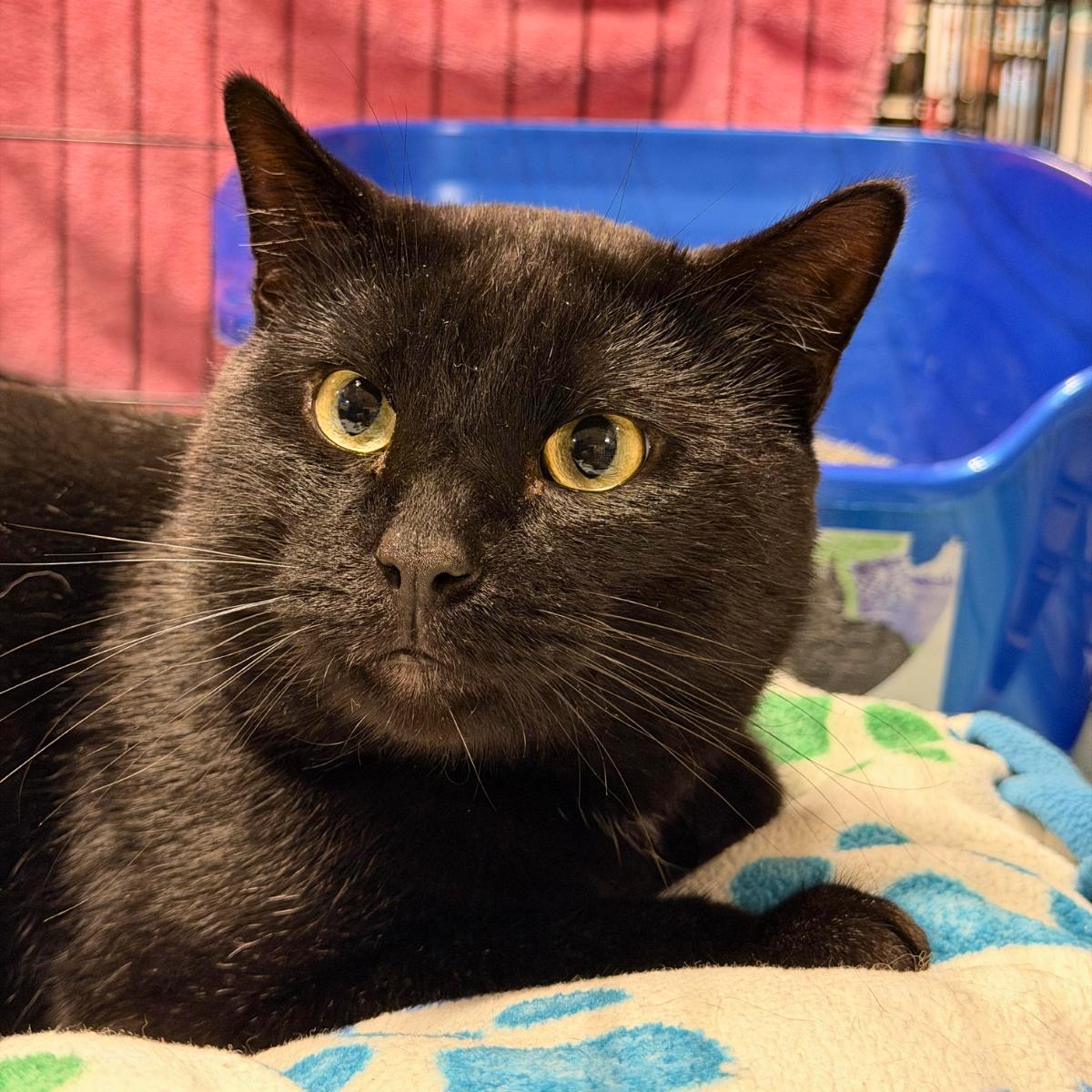 Willis, an adoptable Domestic Short Hair in Manhattan Beach, CA image 1/4