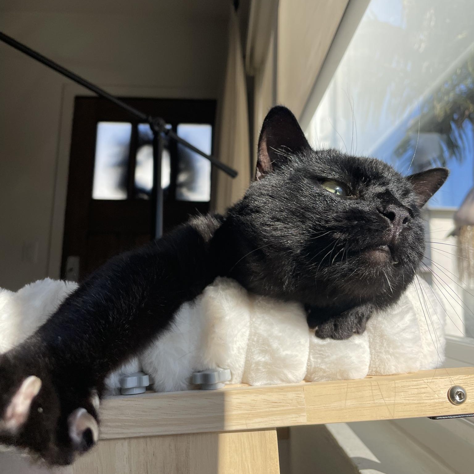 Enlarge Willis, an adoptable Domestic Short Hair in Manhattan Beach, CA image 2/4