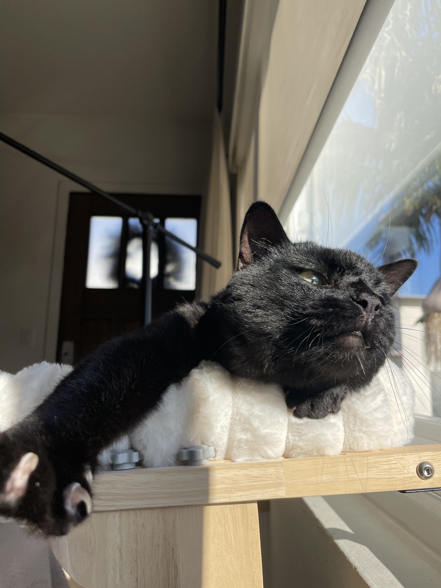 Enlarge Willis, a ADOPTABLE Domestic Short Hair in El Segundo, CA image 2/5