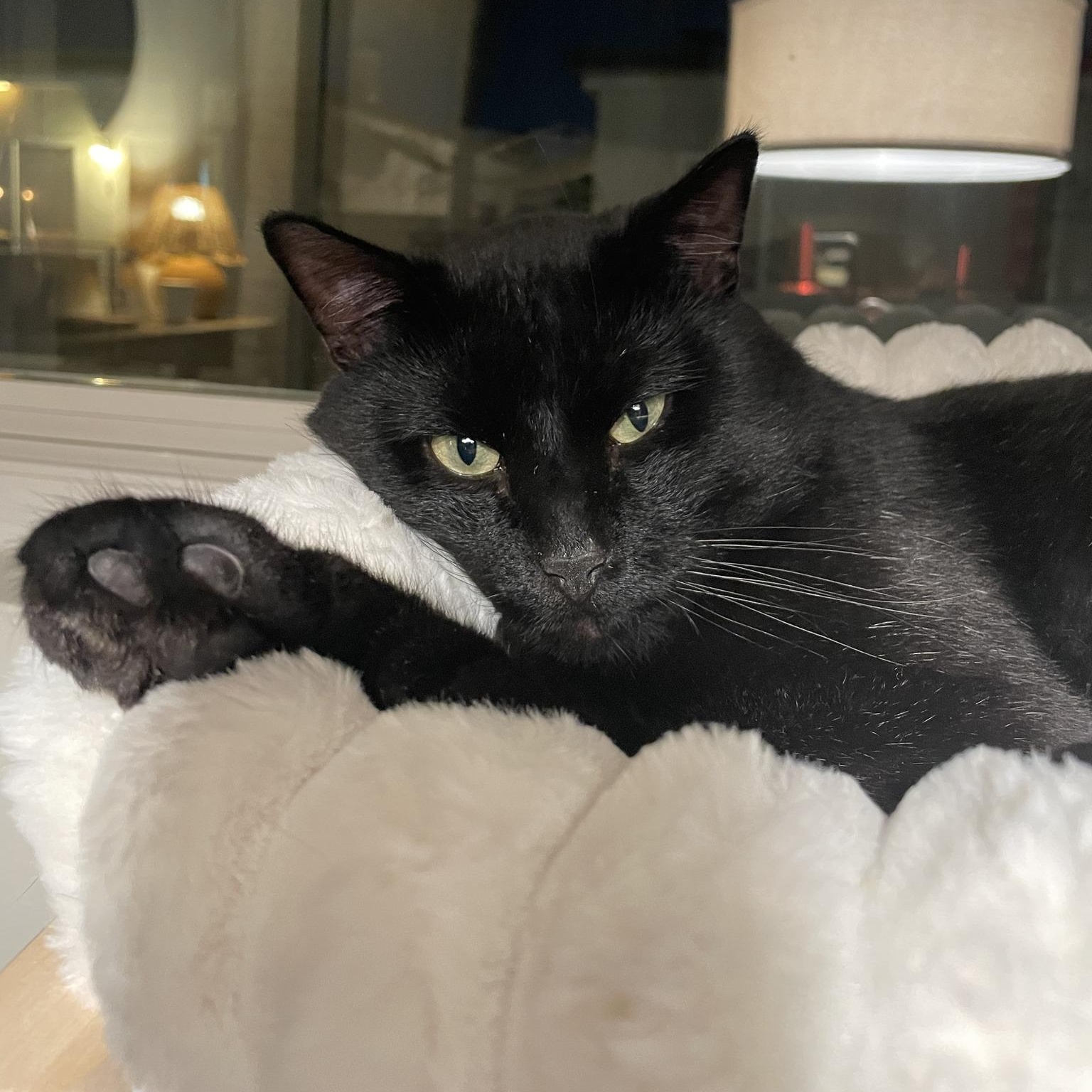 Enlarge Willis, an adoptable Domestic Short Hair in Manhattan Beach, CA image 1/4