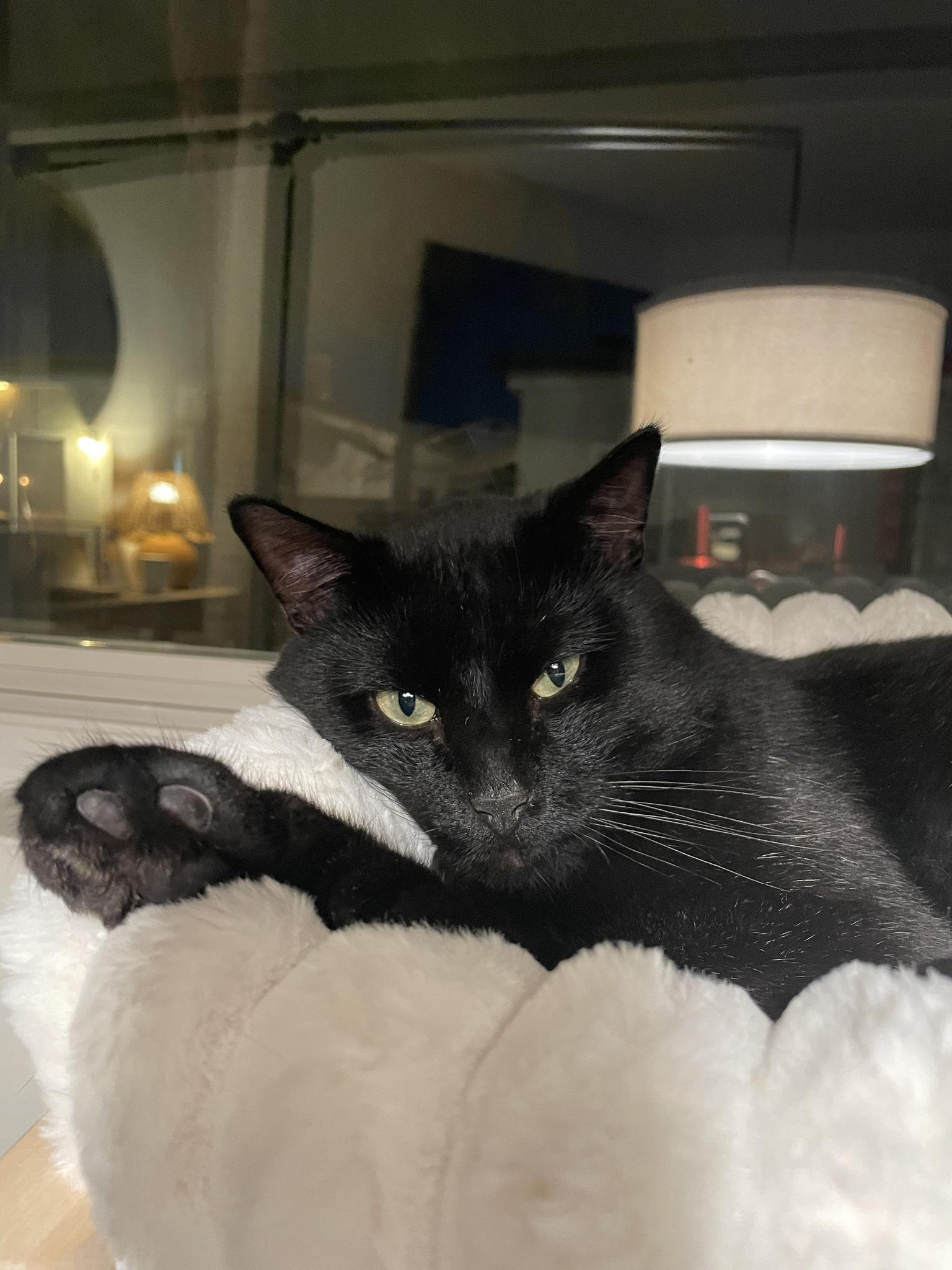 Enlarge Willis, a ADOPTABLE Domestic Short Hair in El Segundo, CA image 1/5