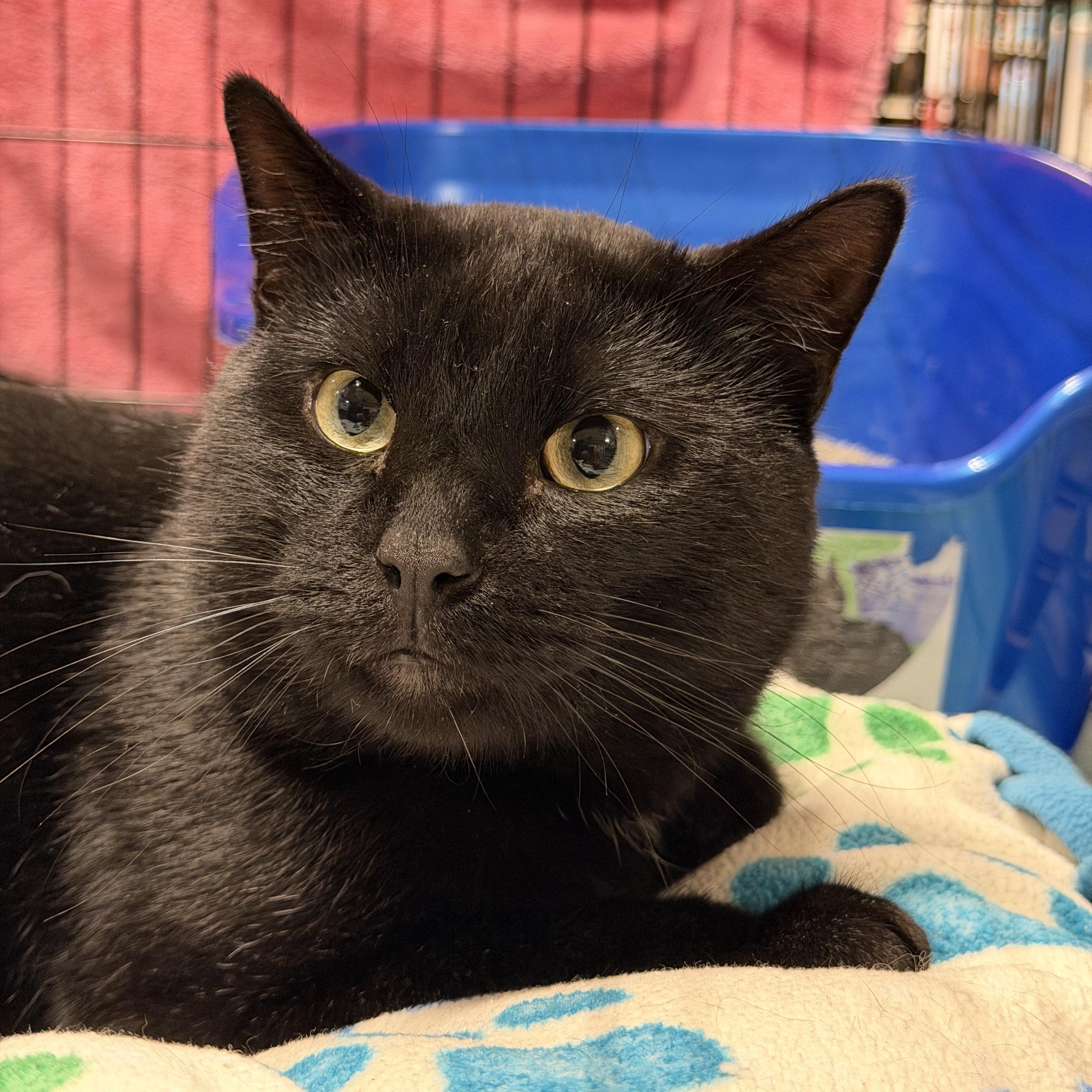 Willis, adoptable, Young Male Domestic Short Hair.