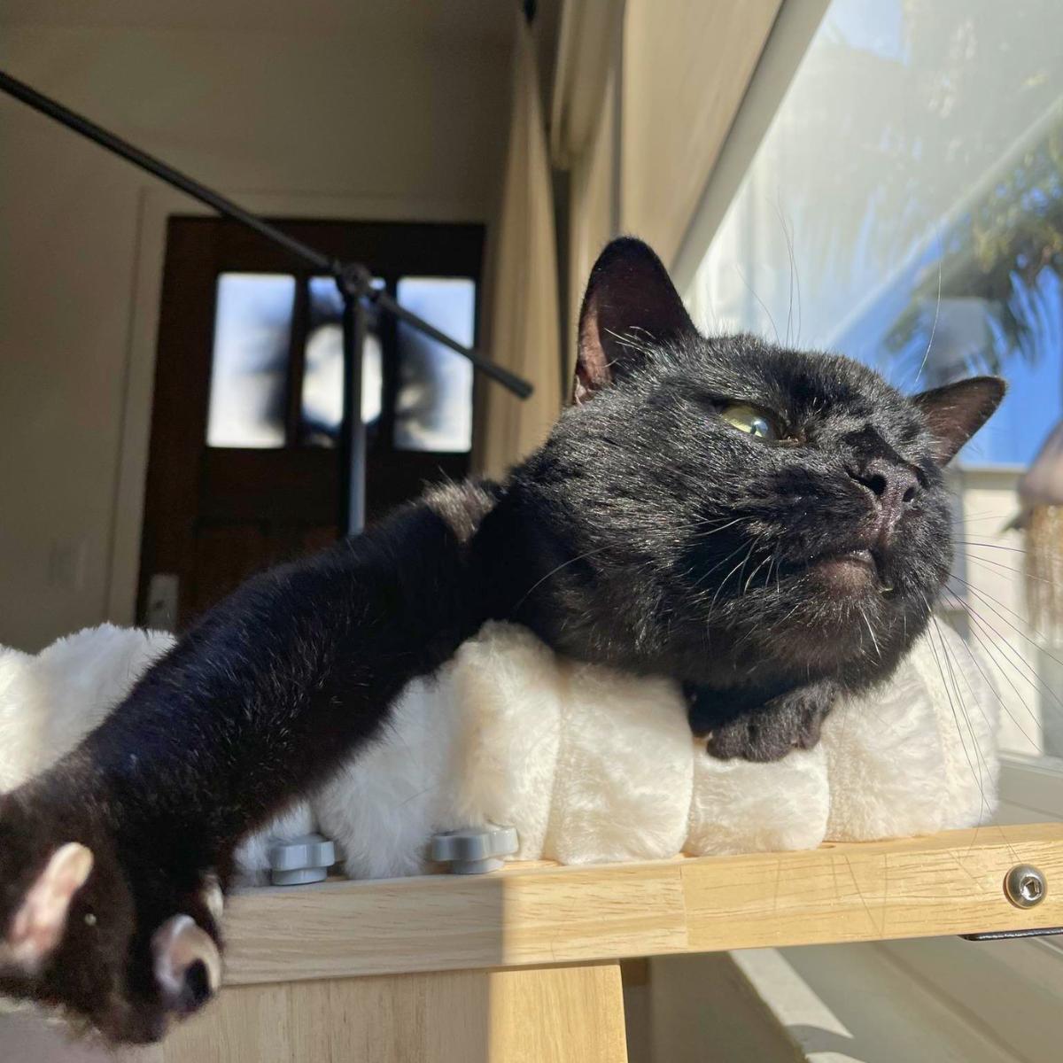Willis, an adoptable Domestic Short Hair in Manhattan Beach, CA image 3/4