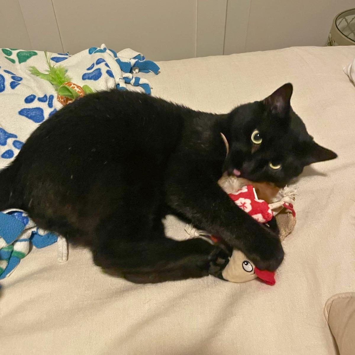 Willis, an adoptable Domestic Short Hair in Manhattan Beach, CA image 4/4