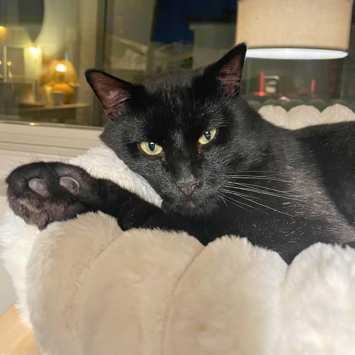 Willis, an adoptable Domestic Short Hair in Manhattan Beach, CA image 2/4