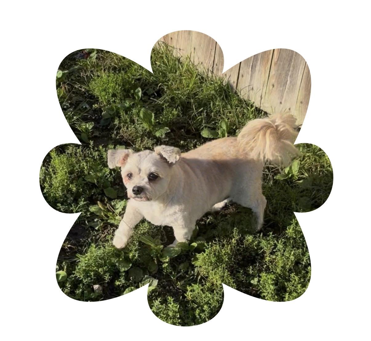 Bandit, Adopted, Adult Male Shih Tzu & Maltese.