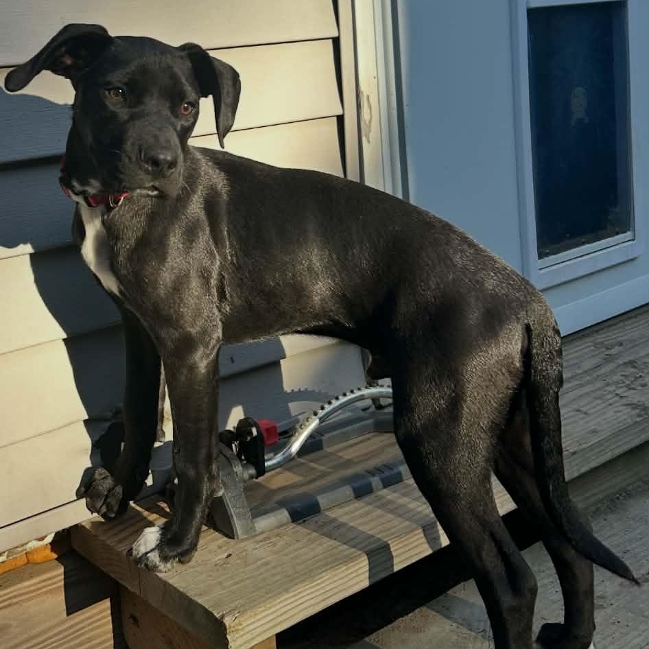 Enlarge Little Billy, a Adopted mixed breed in Schenectady, NY image 3/5