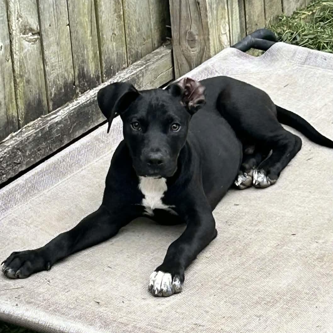 Enlarge Little Billy, a Adopted mixed breed in Schenectady, NY image 2/5