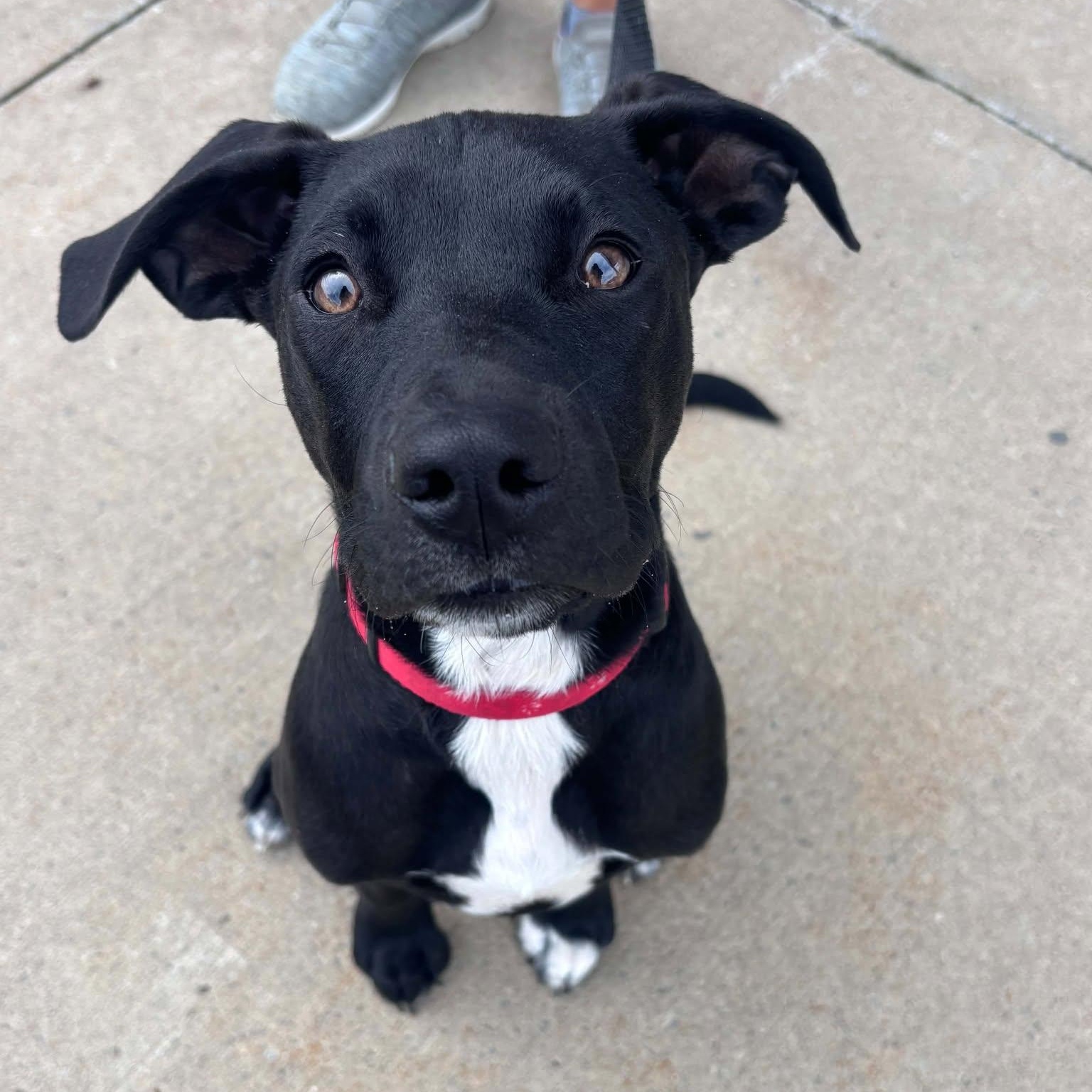 Little Billy, Adopted, Puppy Male Pit Bull Terrier & Chihuahua.