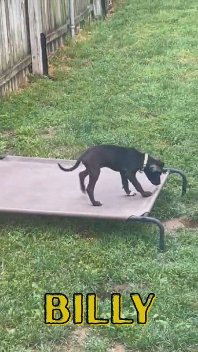 Enlarge Little Billy, a Adopted mixed breed in Schenectady, NY video 5/5