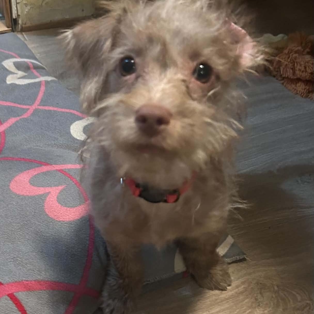 Enlarge Chai, a Adopted Terrier in Coraopolis, PA image 5/5
