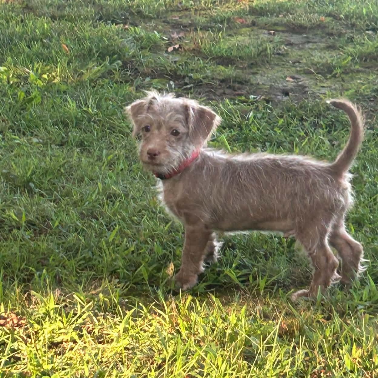 Enlarge Chai, a Adopted Terrier in Coraopolis, PA image 2/5