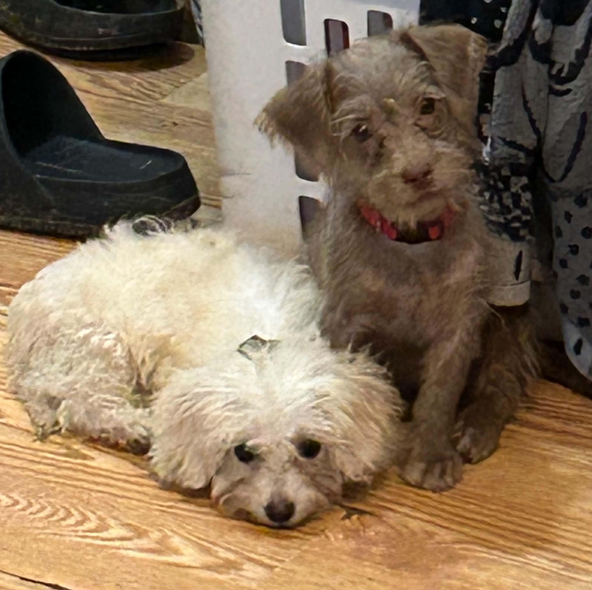 Chai, Adopted, Puppy Male Terrier.