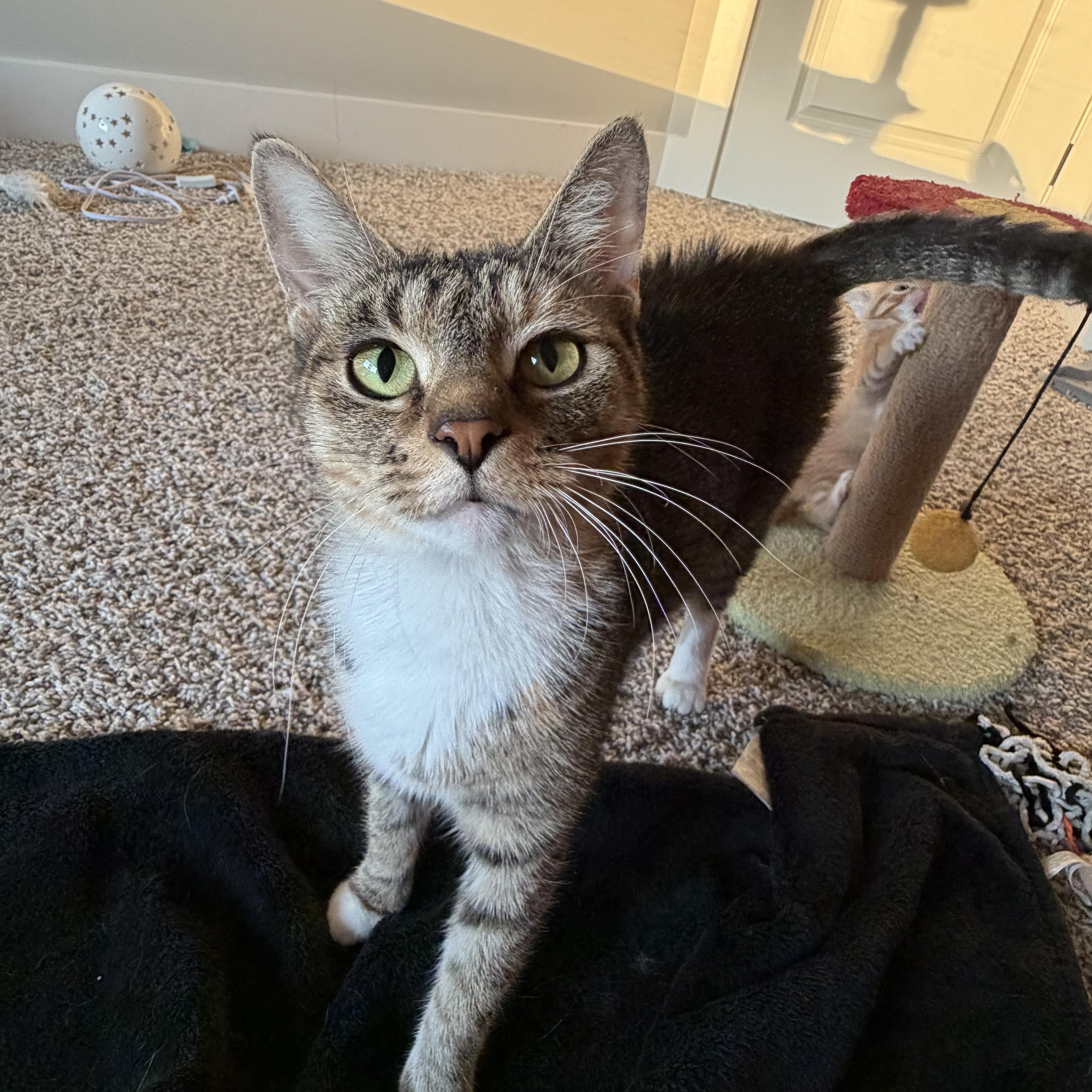 Enlarge Alley Cat, a Adoptable mixed breed in Sellersburg, IN image 2/3