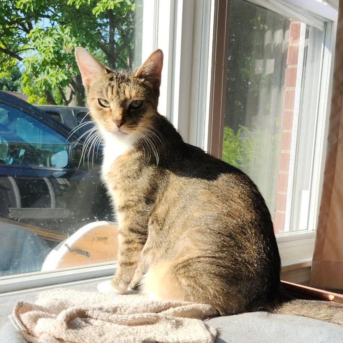 Alley Cat, Adoptable, Young Female American Shorthair & Calico.