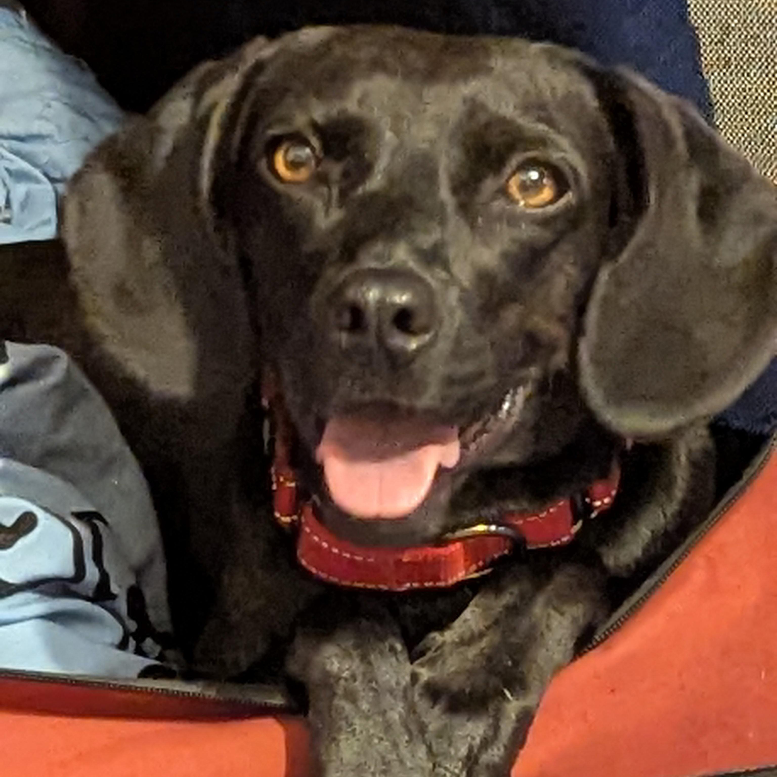 Elle (Ellie), adopted, Young Female Labrador Retriever & Hound.