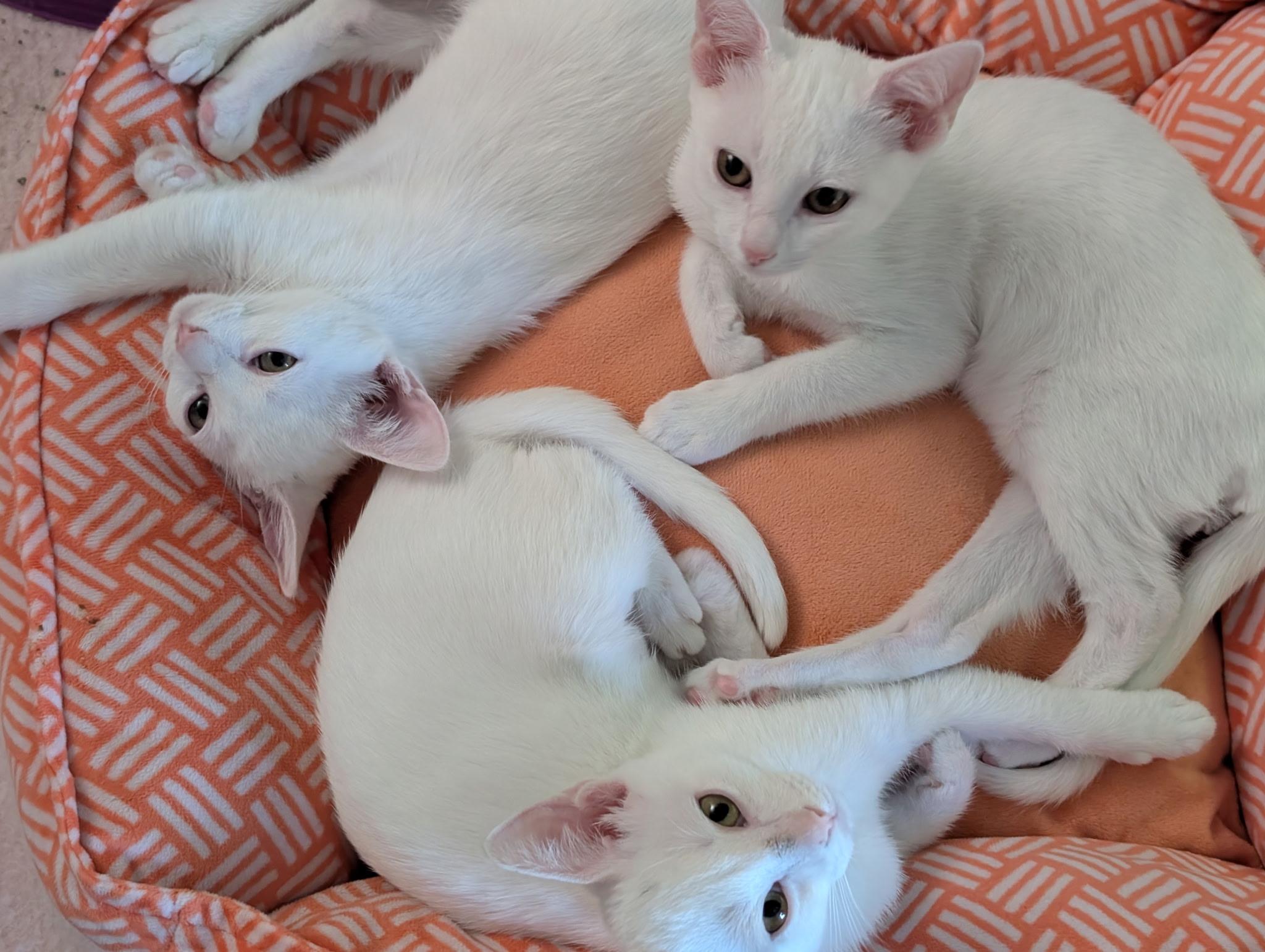 Frost - Riley Fuzzel Petsmart