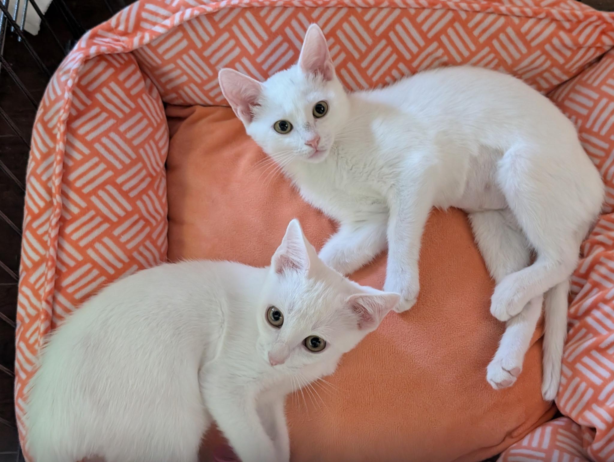 Frost - Riley Fuzzel Petsmart