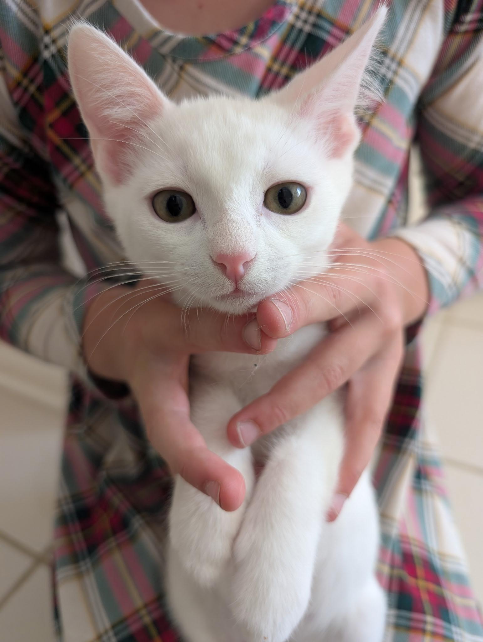 Frost - Riley Fuzzel Petsmart