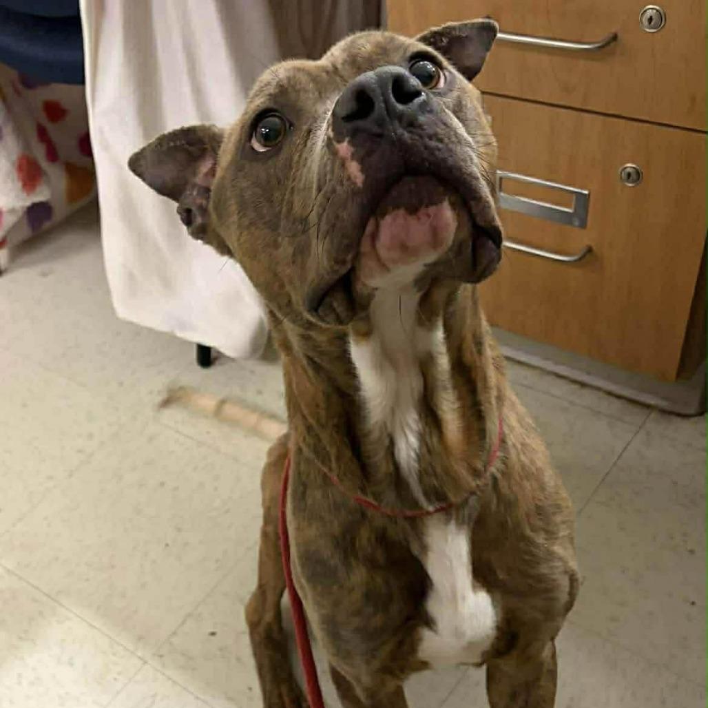 Enlarge Bluey, a Adoptable mixed breed in Phoenix, MD image 2/5