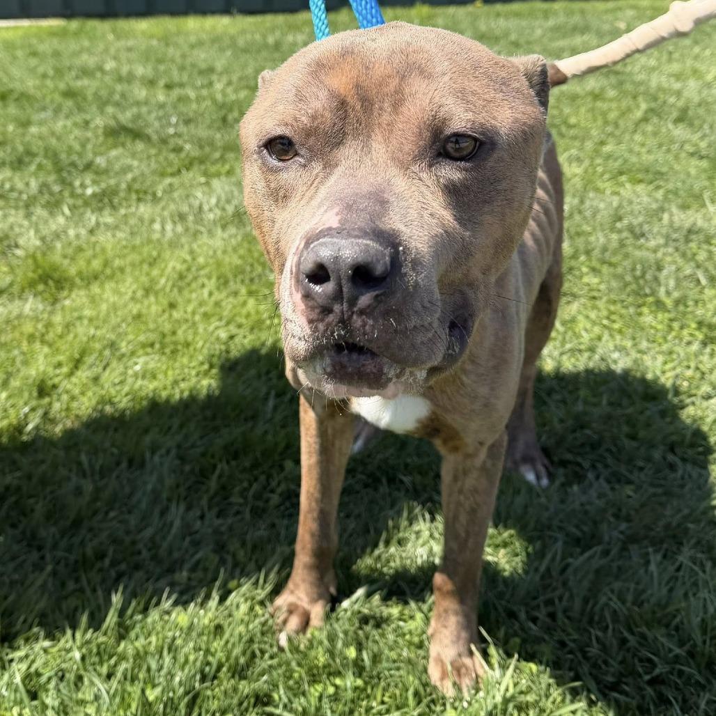 Enlarge Bluey, a Adoptable mixed breed in Phoenix, MD image 3/5