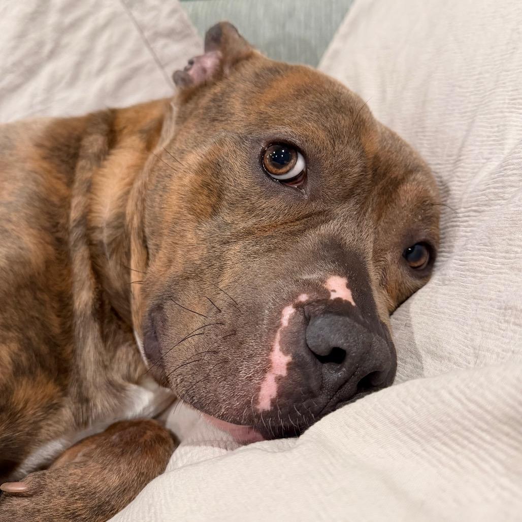 Enlarge Bluey, a Adoptable mixed breed in Phoenix, MD image 4/5