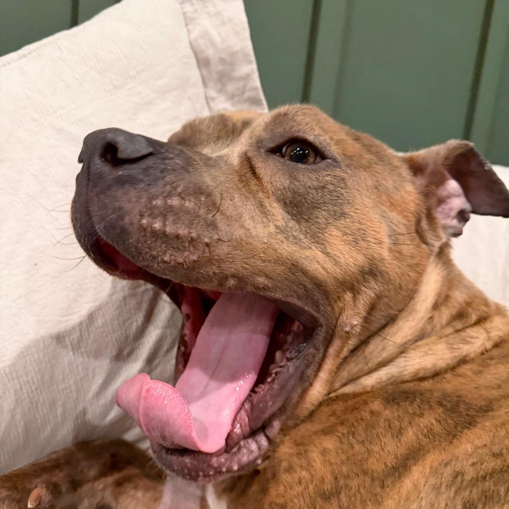 Enlarge Bluey, a Adoptable mixed breed in Phoenix, MD image 5/5