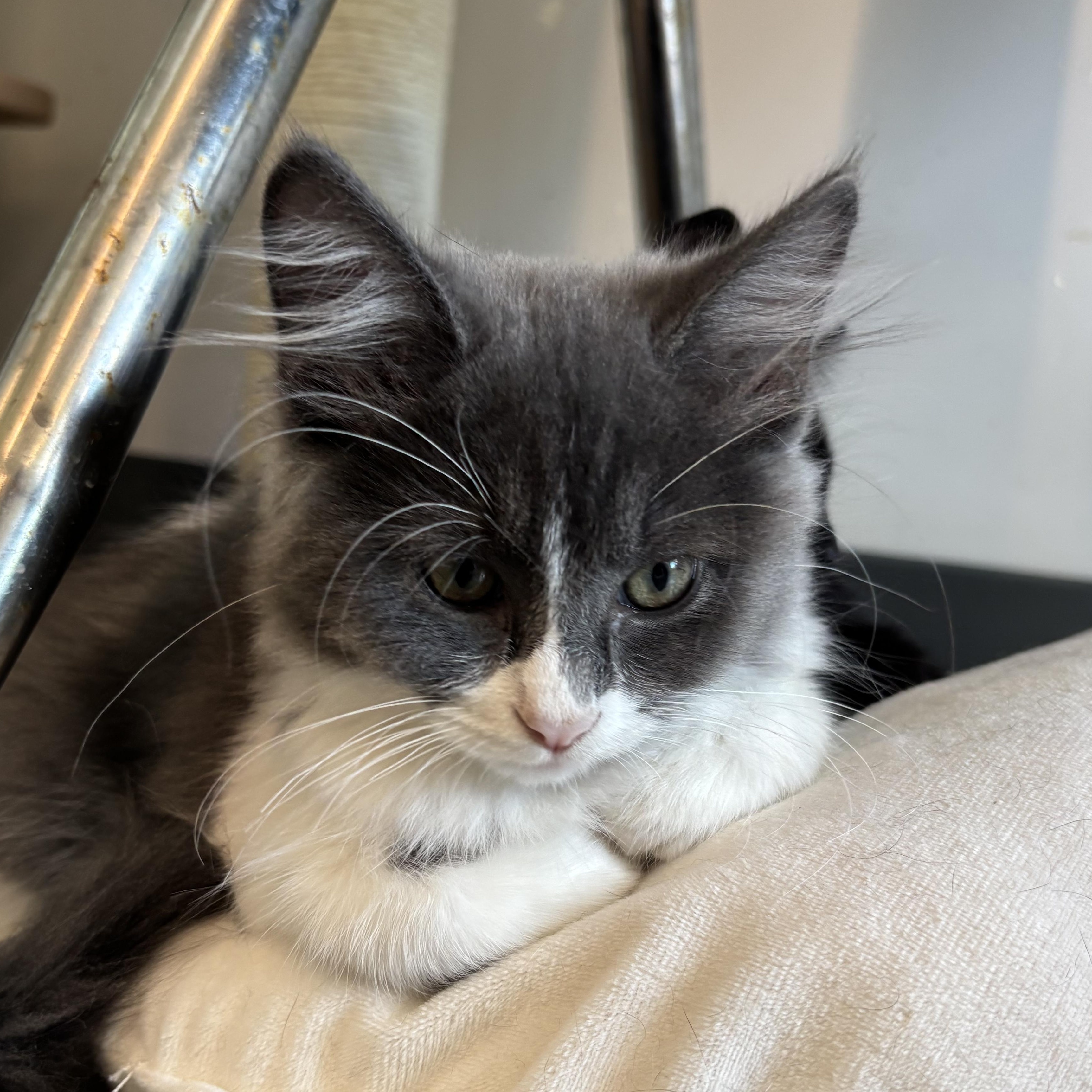 Enlarge Rumi, an adopted Domestic Medium Hair in Evanston, IL image 2/2