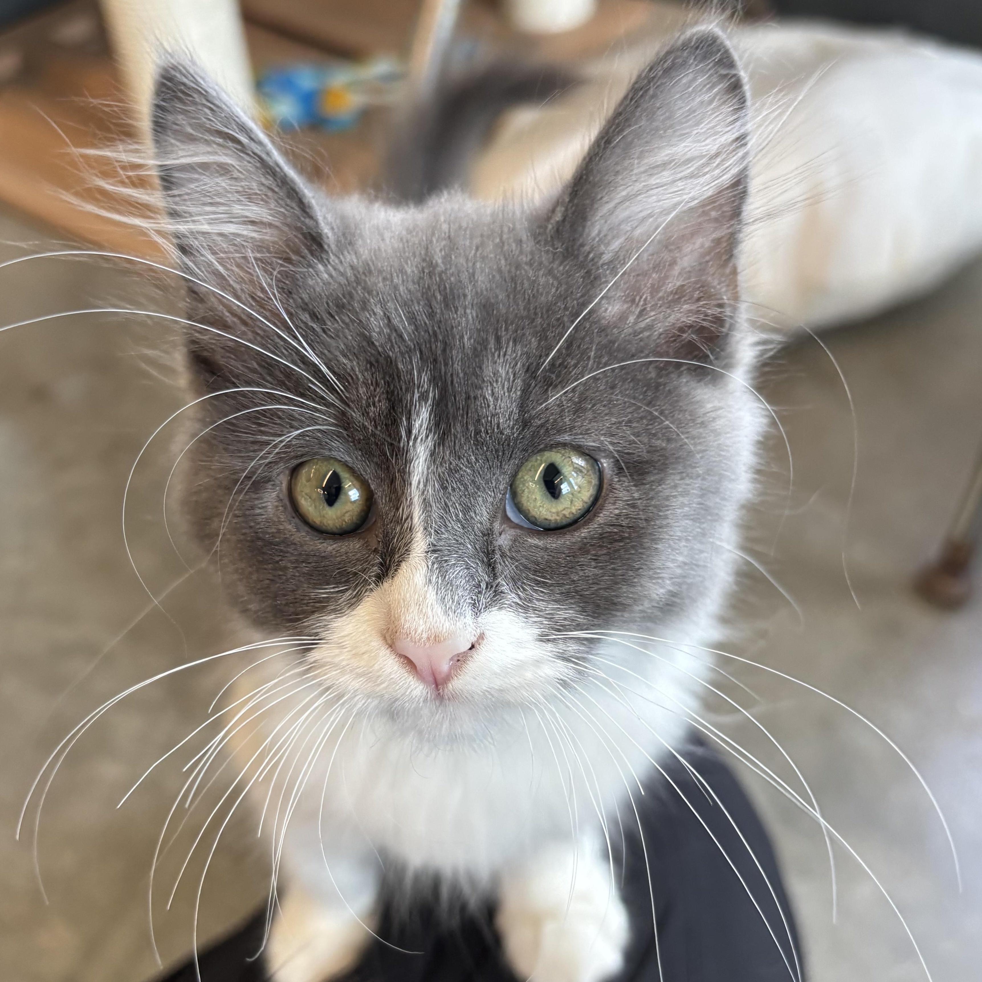 Rumi, adopted, Young Female Domestic Medium Hair.