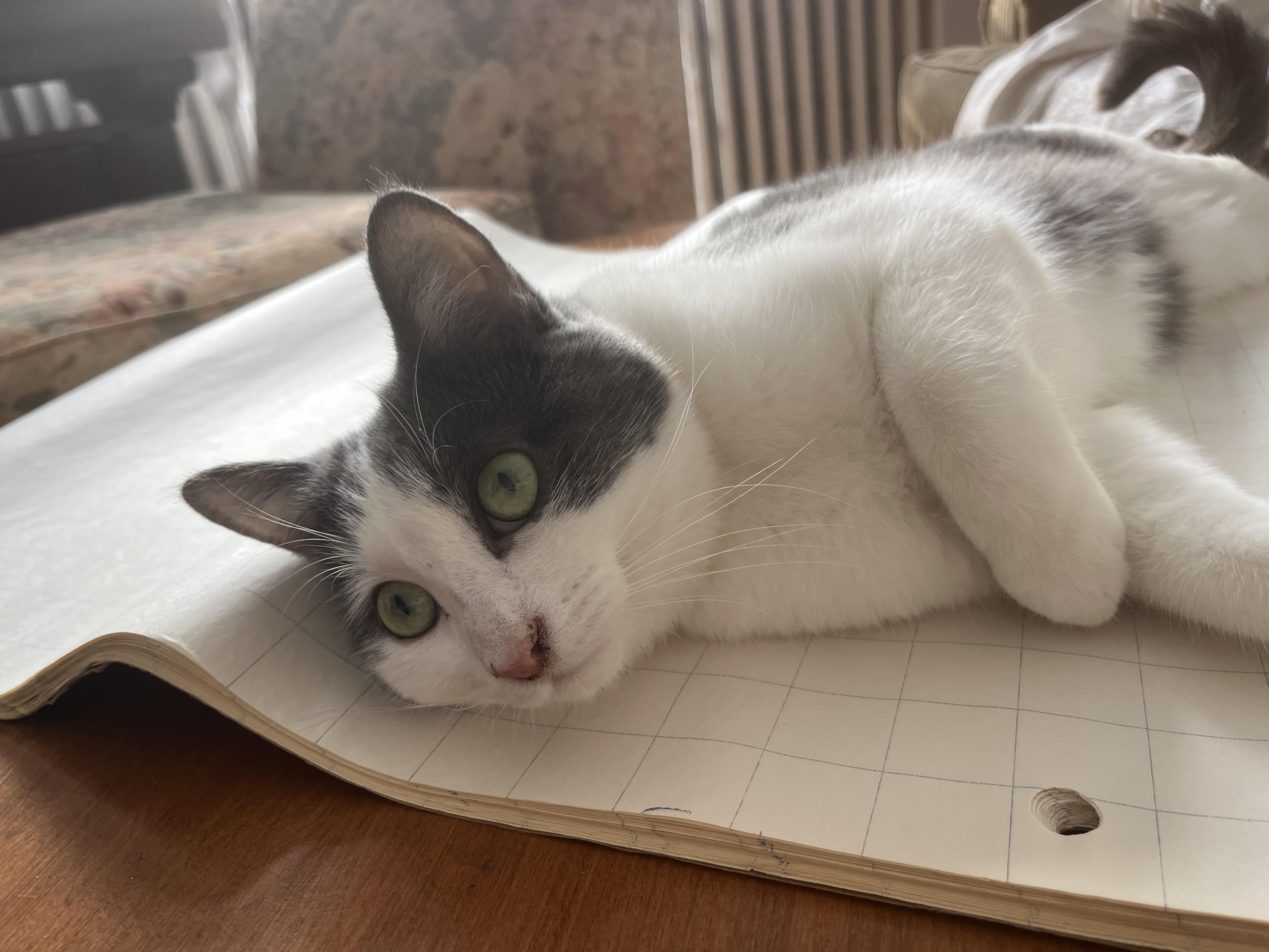 PAPRIKA (FA/FF), Adoptable, Young Female Domestic Short Hair.