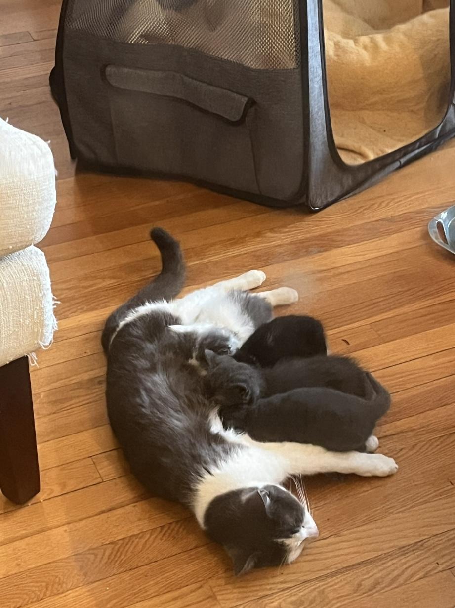 Paprika (FA/FF), a Adoptable Domestic Short Hair in Sainte-Angele-de-Monnoir, QC image 3/4