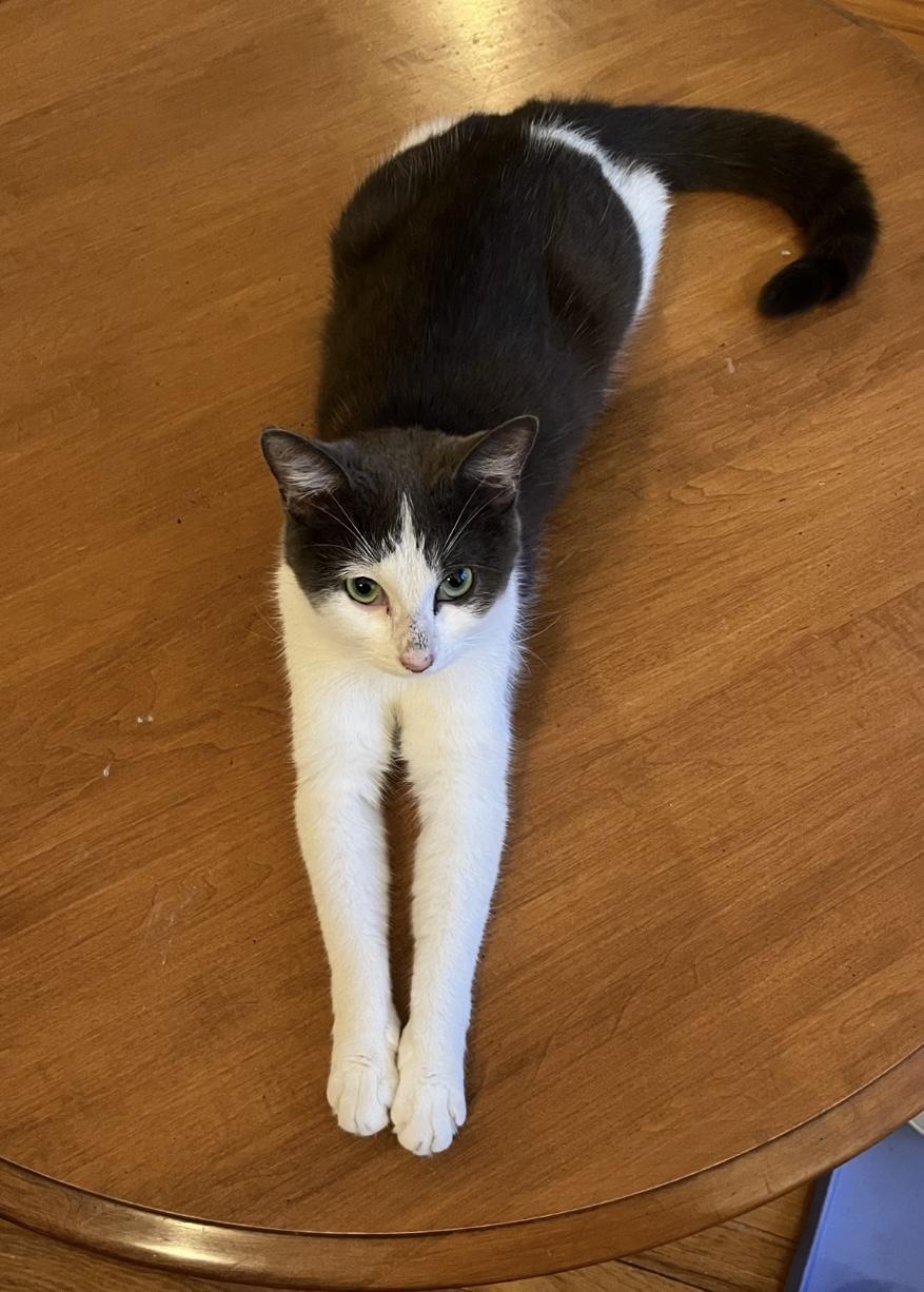 Paprika (FA/FF), Adoptable, Young Female Domestic Short Hair.