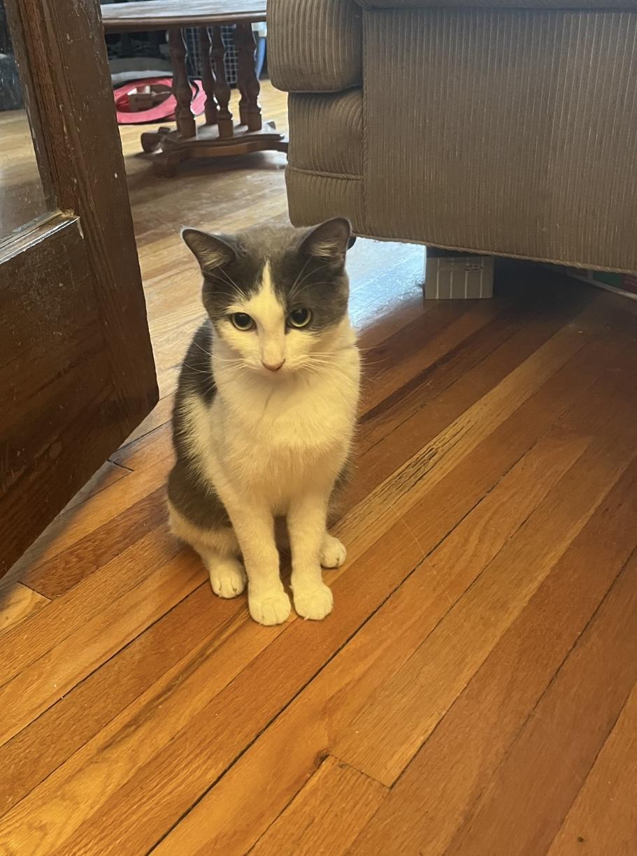 Paprika (FA/FF), a Adoptable Domestic Short Hair in Sainte-Angele-de-Monnoir, QC image 2/4