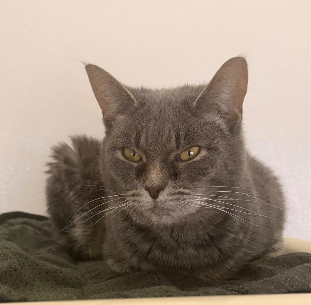 Enlarge Belladonna, a Adoptable mixed breed in Defiance, OH image 1/6