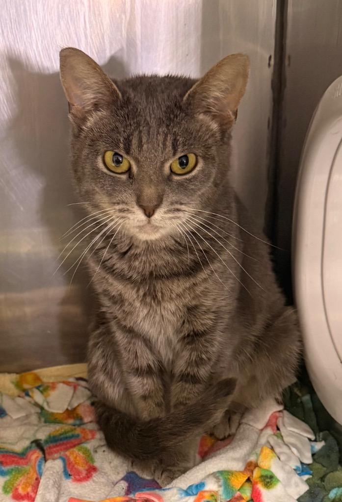 Enlarge Belladonna, a Adoptable mixed breed in Defiance, OH image 4/6