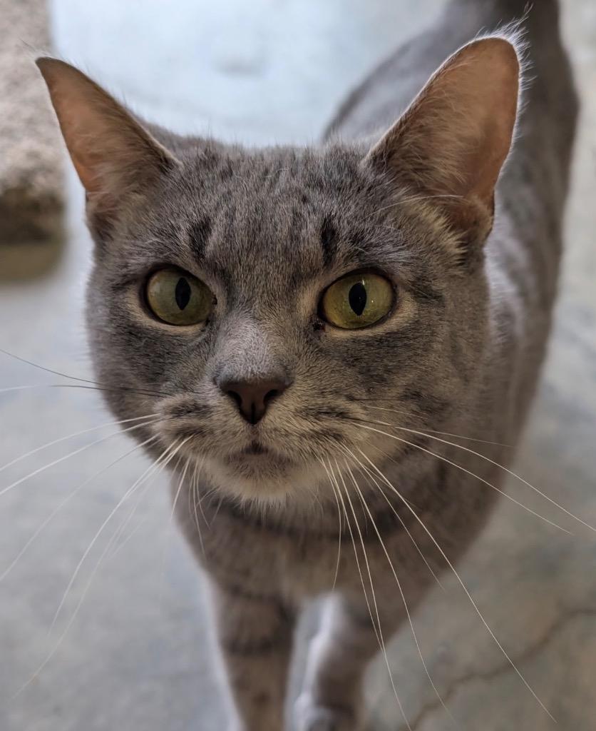 Enlarge Belladonna, a Adoptable mixed breed in Defiance, OH image 5/6