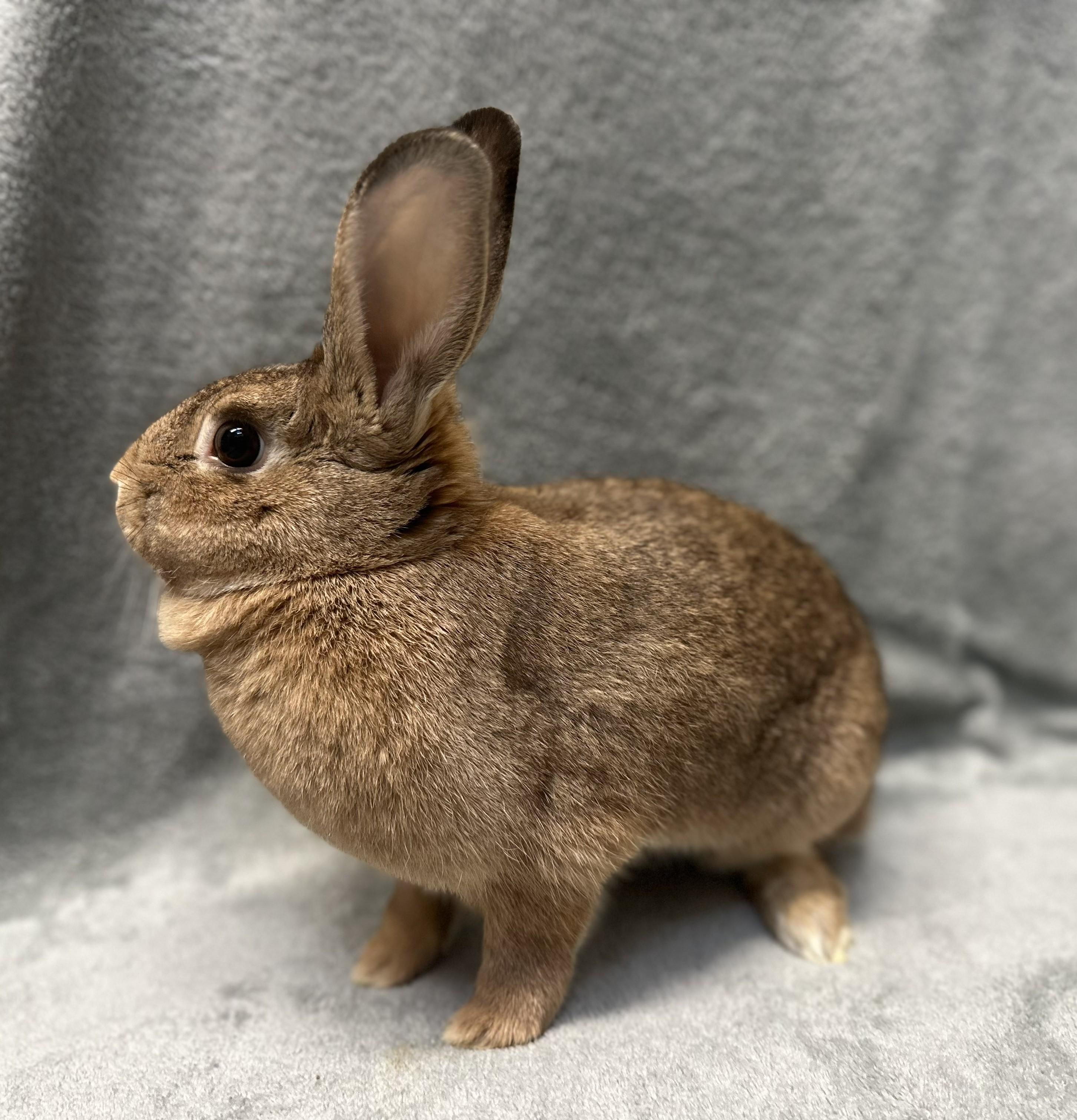 Enlarge Sophie, a Adoptable American in Grand Rapids, MI image 1/3