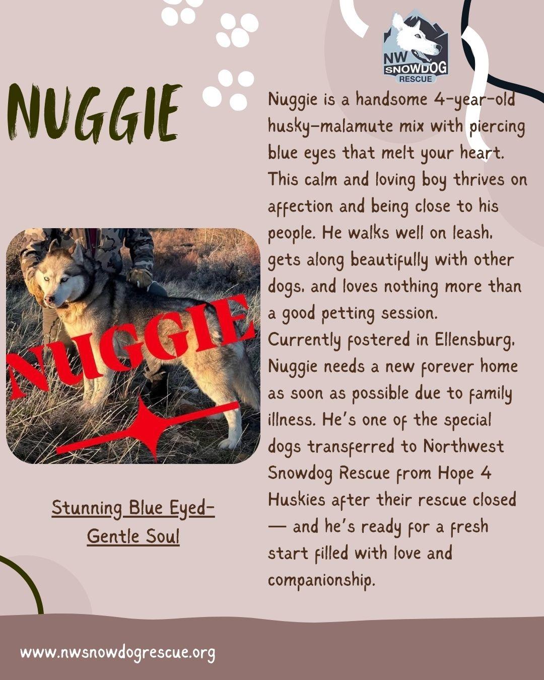 Enlarge Nuggie, a Adopted mixed breed in Deer Park, WA image 1/2