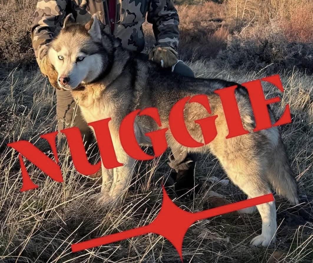 Enlarge Nuggie, a Adopted mixed breed in Deer Park, WA image 2/2