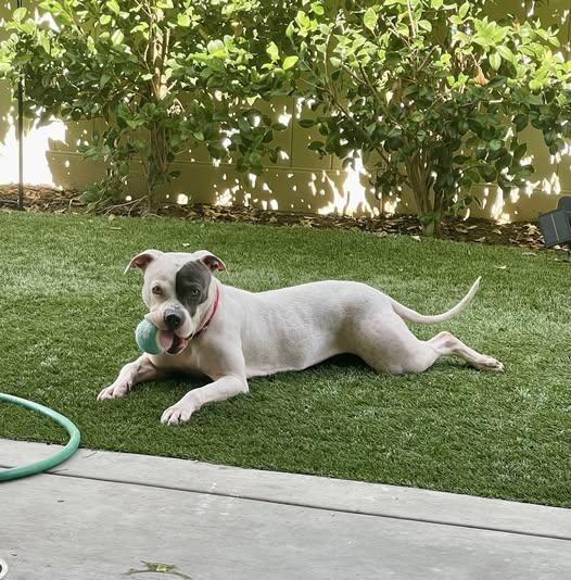 Trixie, a Adoptable American Staffordshire Terrier in San Diego, CA image 1/3