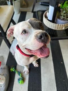 Trixie, a Adoptable American Staffordshire Terrier in San Diego, CA image 2/3