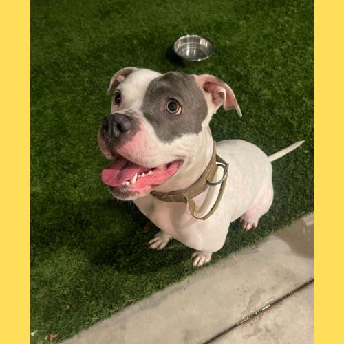 Trixie, a Adoptable American Staffordshire Terrier in San Diego, CA image 3/3