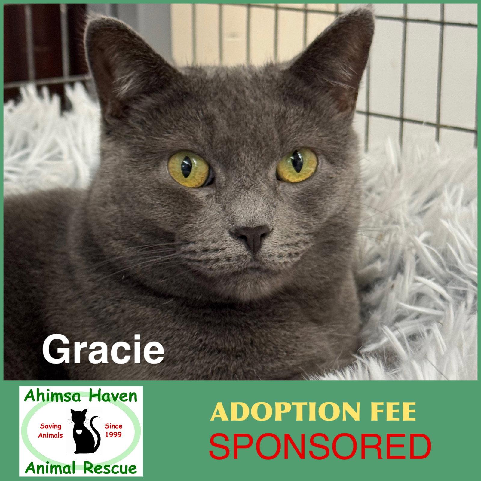Gracie, a Adoptable Domestic Short Hair in Winchendon, MA image 1/3