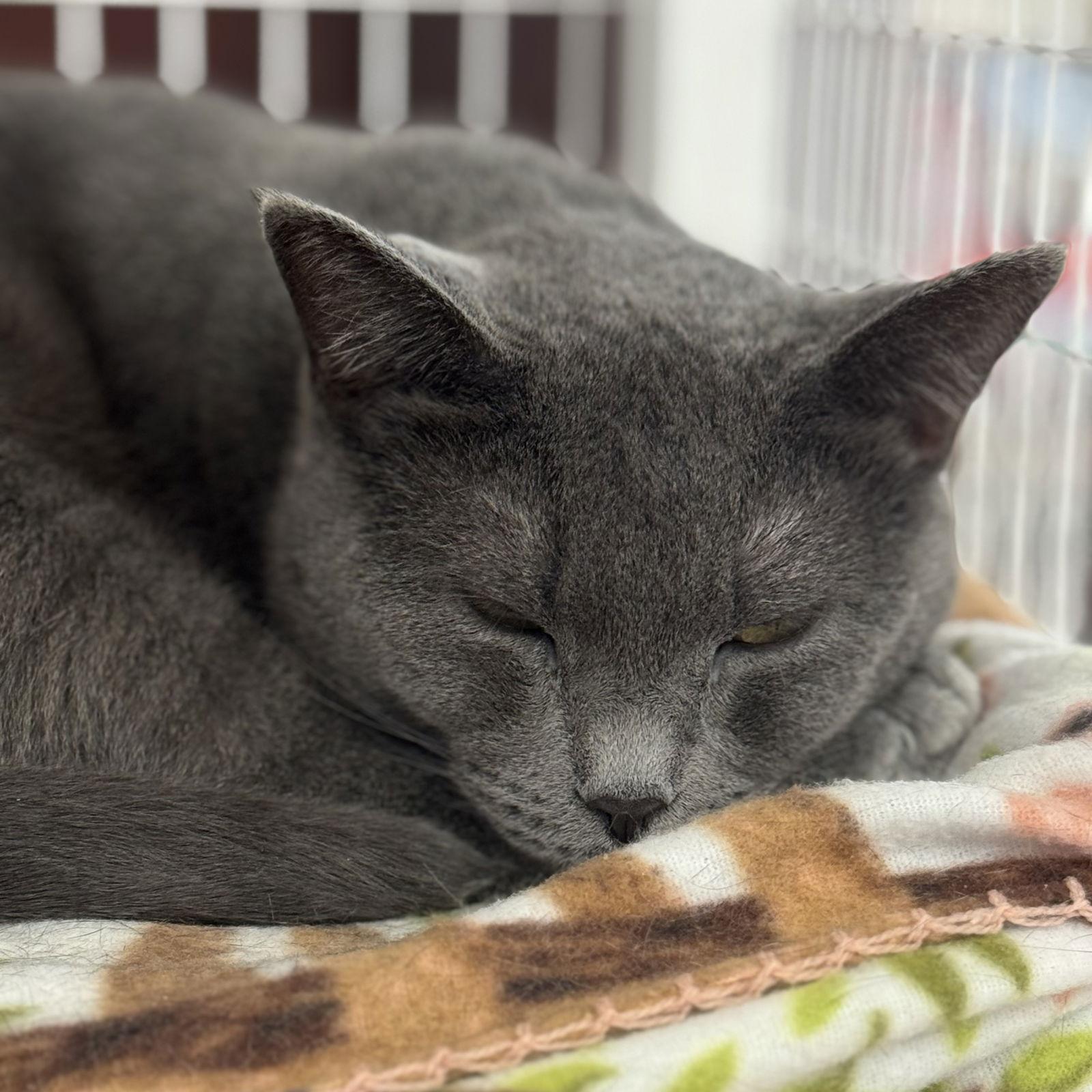 Enlarge Gracie, a Adoptable Domestic Short Hair in Winchendon, MA image 1/3