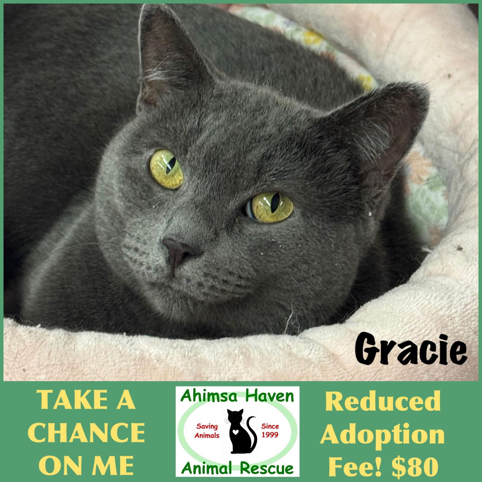 Enlarge Gracie, a Adoptable Domestic Short Hair in Winchendon, MA image 2/3