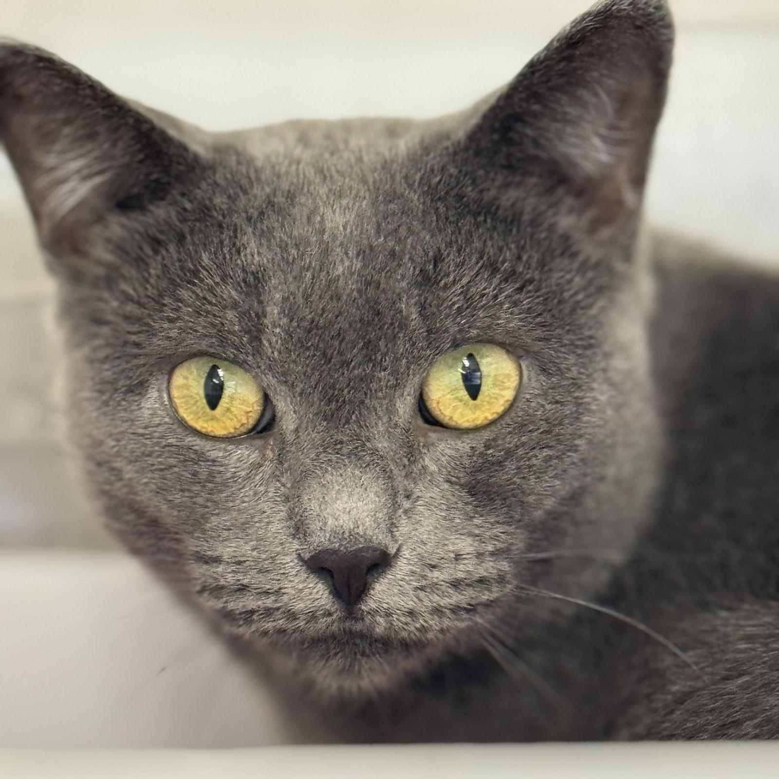 Gracie, Adoptable, Young Female Domestic Short Hair.