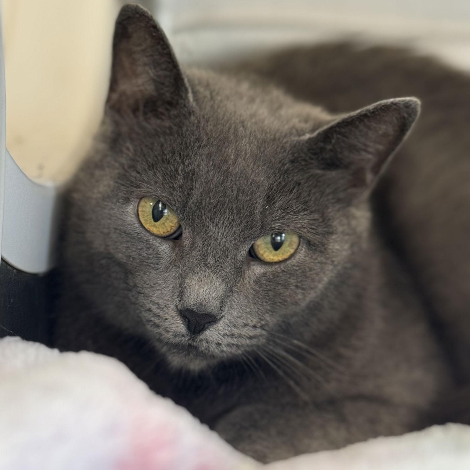 Gracie, a Adoptable Domestic Short Hair in Winchendon, MA image 2/3